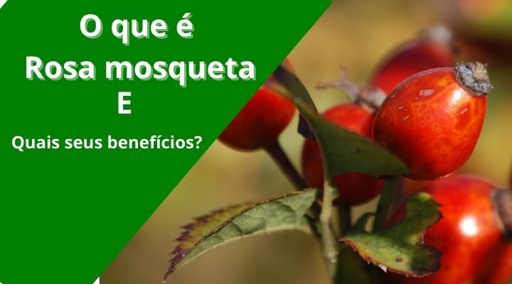 O Que é Rosa Mosqueta Quais seus Benefícios